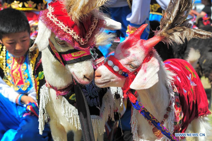 #CHINA-XINJIANG-HAMI-GOAT FAIR (CN)