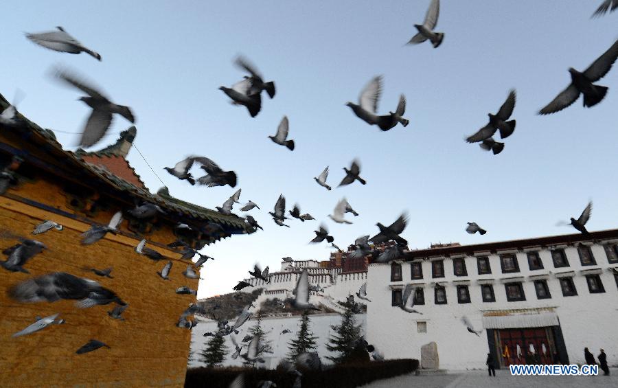 Pigeons fly over the Potala Palace square in Lhasa, capital of southwest China's Tibet Autonomous Region, Dec. 10, 2013.