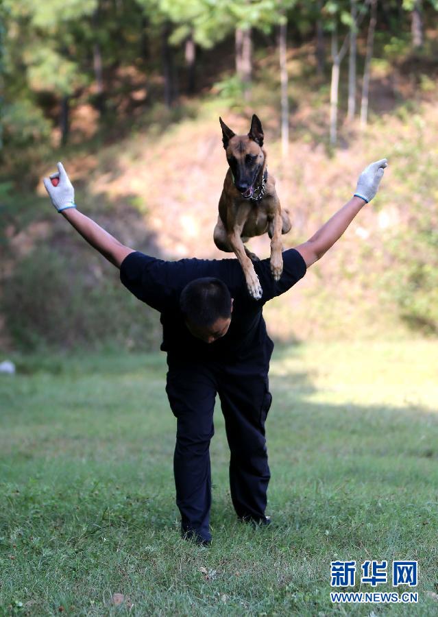 湖北警犬参加年度考试3