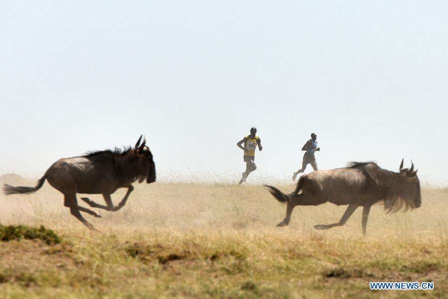 Athletes run with wildbeests during the Masai Mara Marathon in Masai Mara Game Reserve, Kenya, Aug. 15, 2015. 