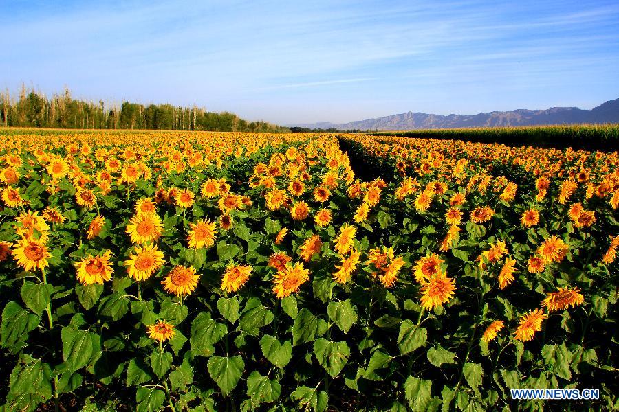 Photo taken on Aug. 24, 2015 shows sunflowers at a farm in Zhangye, northwest China's Gansu Province. (Xinhua/Chen Li) 