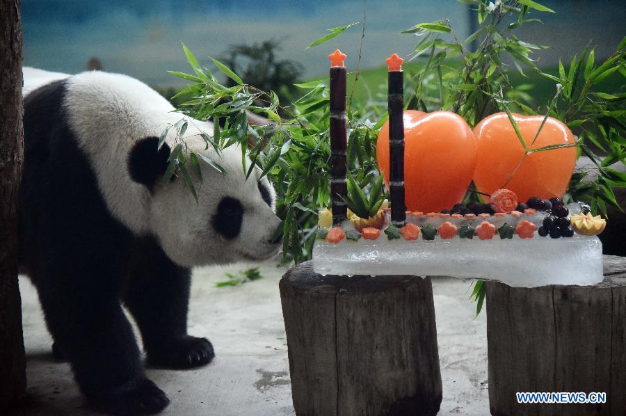 Giant pandas enjoys 11th birthday cake in SE China's Taiwan