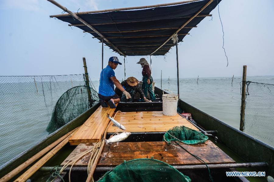 Fishermen of Huanlou Village sort out fish on their boat in the Taihu Lake, east China's Zhejiang Province, Sept. 1, 2015. The fishing season of the Taihu Lake began on Tuesday. 