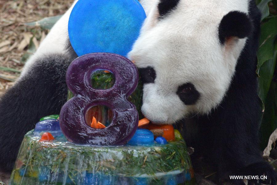 Panda Kai Kai eats birthday ice cake during its birthday party held at Singapore's River Safari, Sept. 3, 2015. 