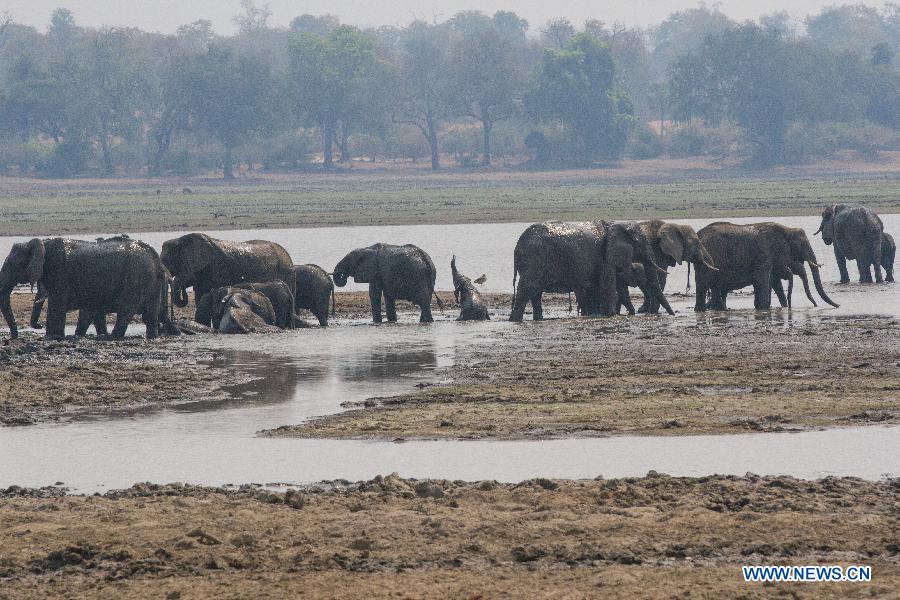 ZIMBABWE-MASVINGO-GONAREZHOU NATIONAL PARK-ELEPHANTS