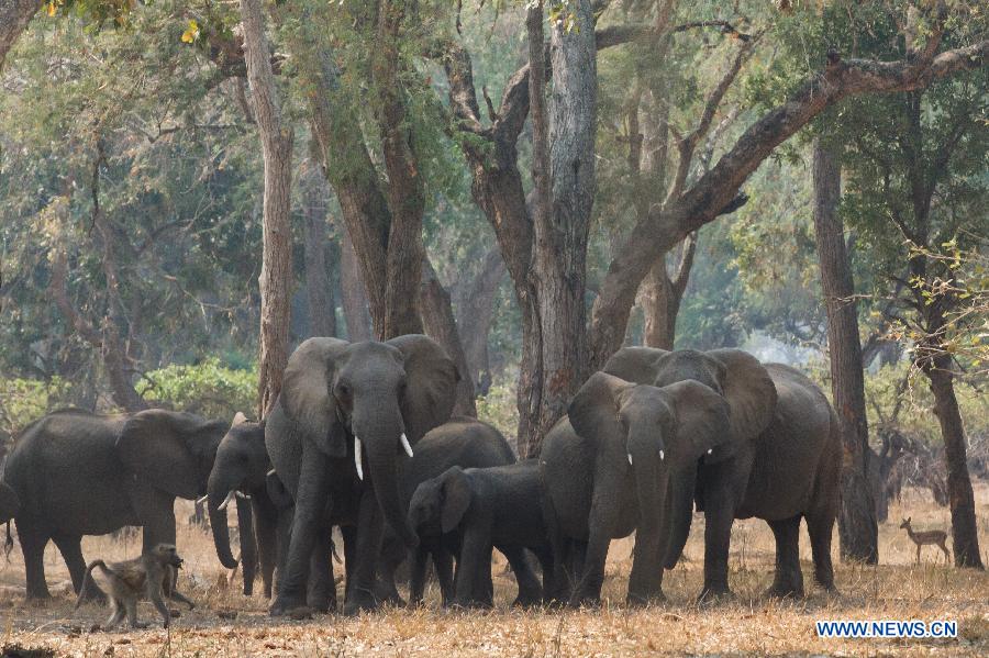 ZIMBABWE-MASVINGO-GONAREZHOU NATIONAL PARK-ELEPHANTS