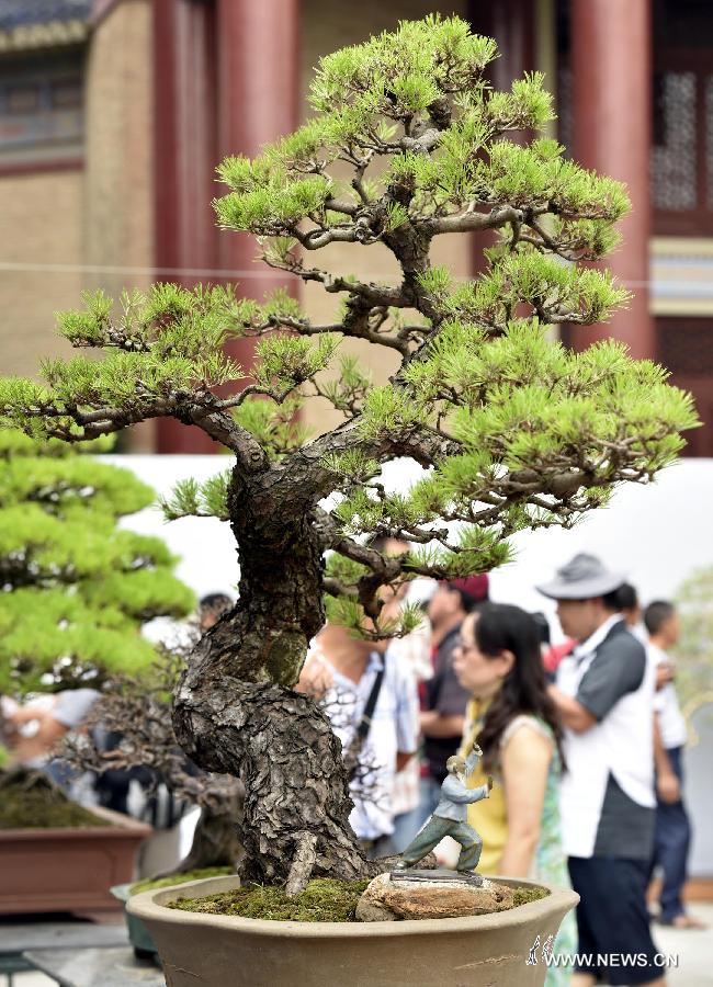 More than 600 bonsais were displayed during the convention that kicked off here on Friday. 