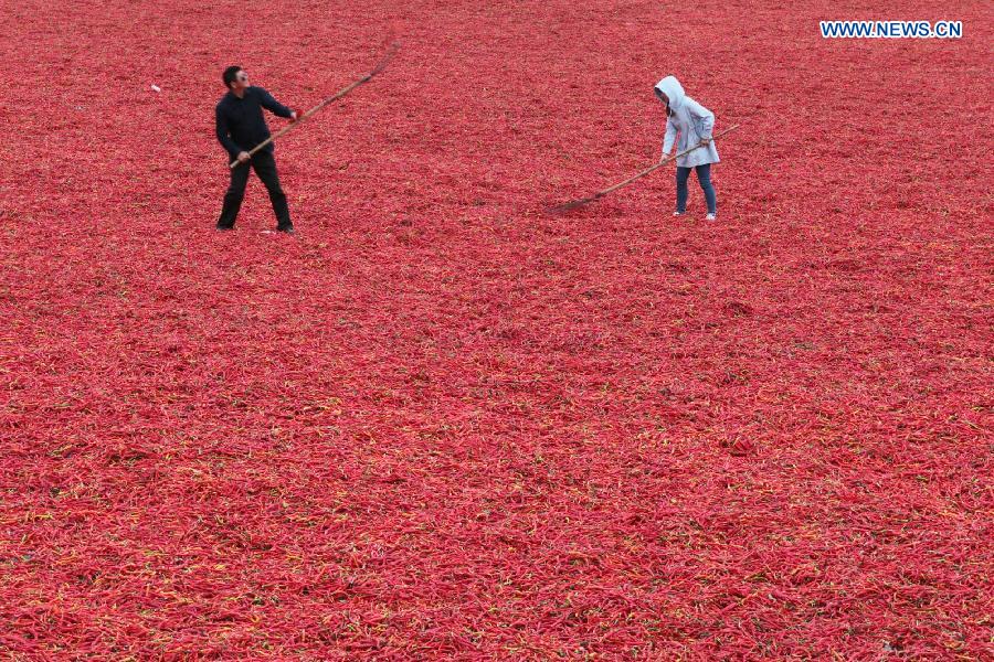 #CHINA-AUTUMN-HARVEST(CN)