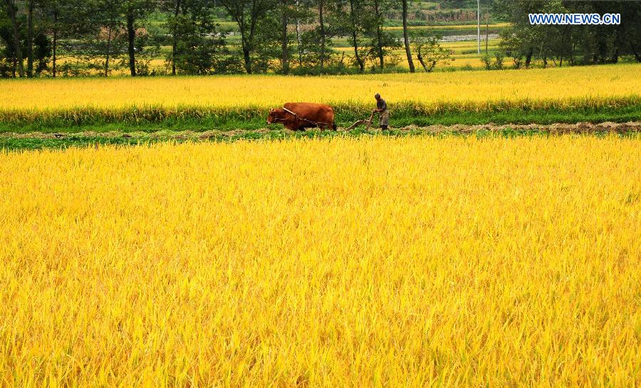 #CHINA-AUTUMN-HARVEST(CN)