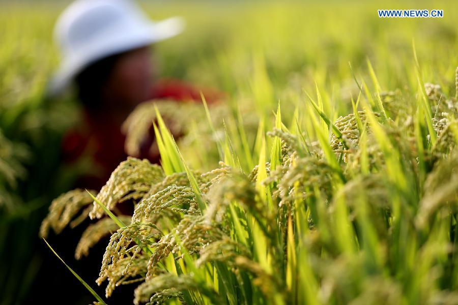 #CHINA-AUTUMN-HARVEST(CN)