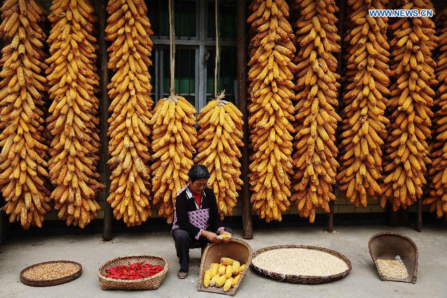 #CHINA-AUTUMN-HARVEST(CN)