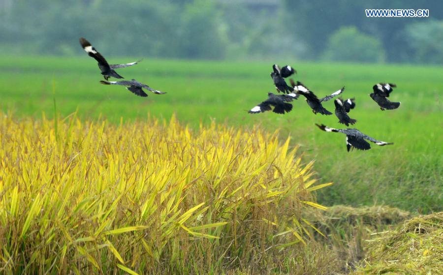 #CHINA-AUTUMN-HARVEST(CN)