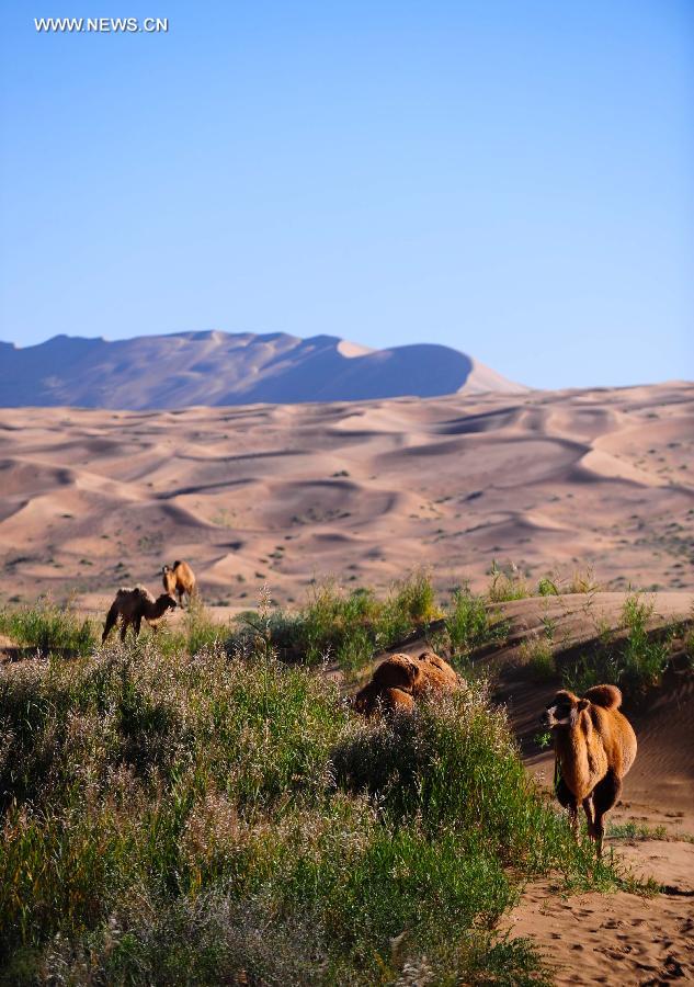 Camels walk in the Badain Jaran Desert in Araxan of north China's Inner Mongolia Autonomous Region, Sept. 22, 2015. 