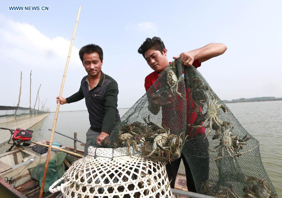 Crab farmers collect hairy crabs on the Hongze Lake upon the start of harvest season in Hongze County, east China's Jiangsu Province, Sept. 25, 2015. 