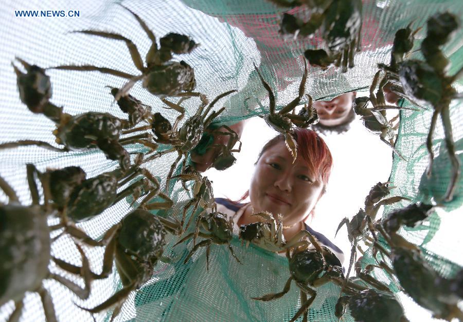 A dealer selects hairy crabs on the Hongze Lake at a hairy crab market in Hongze County, east China's Jiangsu Province, Sept. 25, 2015. 