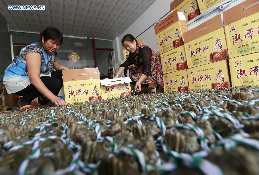 Crab farmers bind hairy crabs on the Hongze Lake in Hongze County, east China's Jiangsu Province, Sept. 25, 2015.