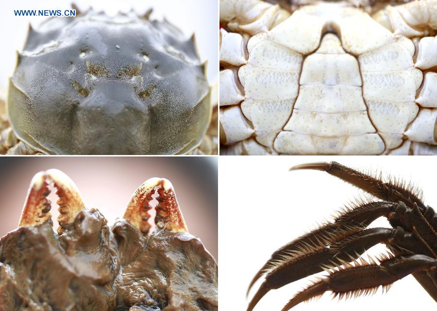 Combination photo taken on Sept. 25, 2015 shows a Hongze Lake hairy crab's green-blue carapace (L, upper), snow-white belly (R, upper), golden hair on legs (L, lower) and yellow hair on pincers (R, lower). 