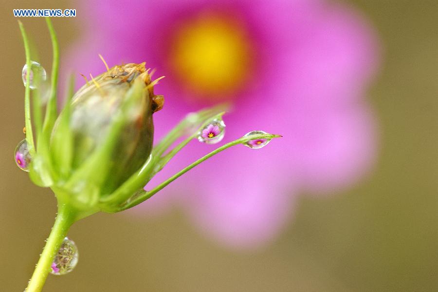 Photo taken on Oct. 7, 2015 shows the image of a flower is seen through dew hanging on the calyces of a flower at a park in Kaili, southwest China's Guizhou Province. 