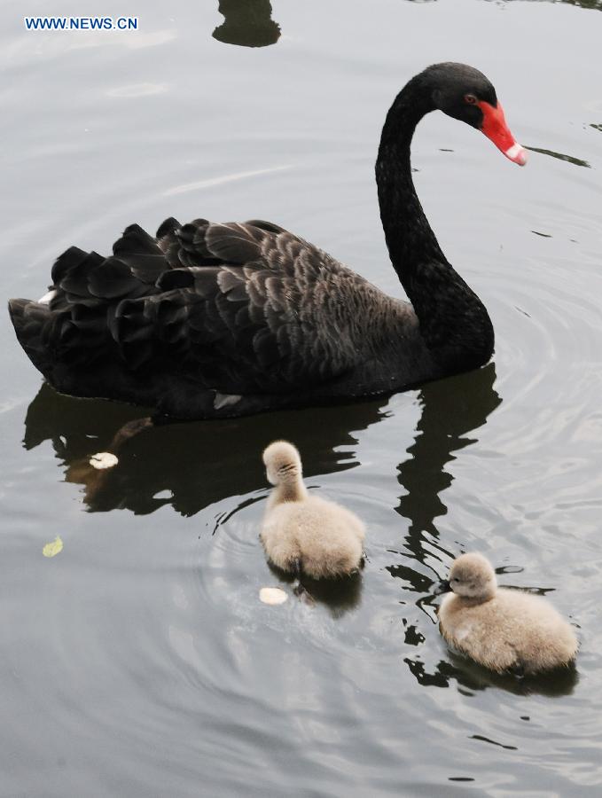 A black swan and its baby swans swim in the lake at the Suzhou Zoo in Suzhou City, east China's Jiangsu Province, Oct. 19, 2015.