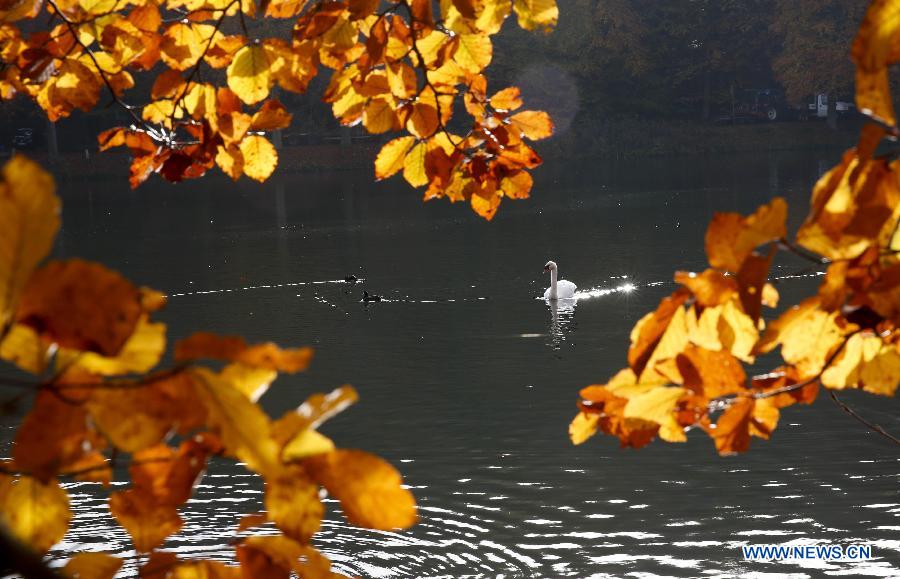 A swan and water fowls cruise on waters at a park in Brussels, Belgium, Oct. 30, 2015.