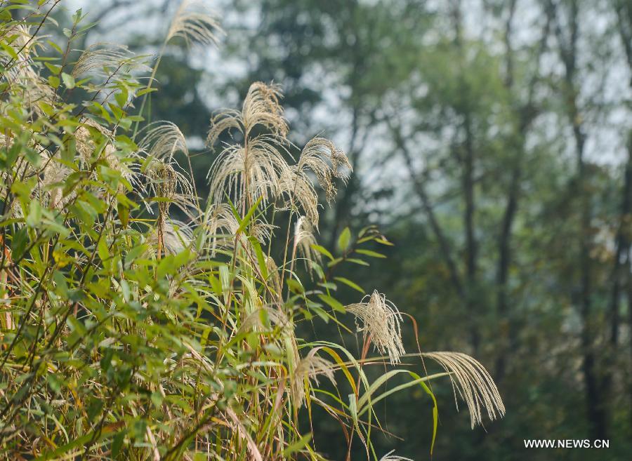 CHINA-HANGZHOU-XIXI WETLAND-SCENERY (CN)