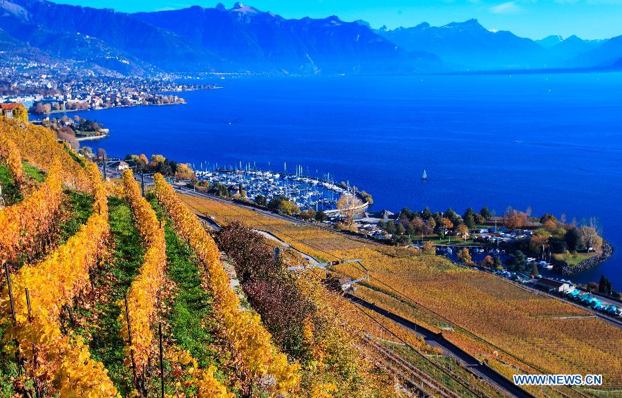 Photo taken on Nov. 7, 2015 shows the late autumn scene in vineyards in Lavaux in West Switzerland. 