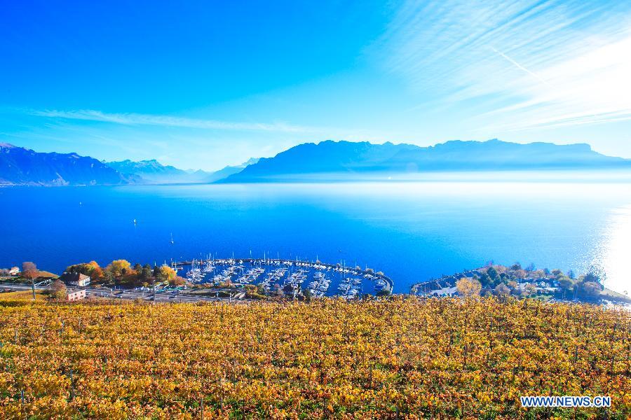 Photo taken on Nov. 7, 2015 shows the late autumn scene in vineyards in Lavaux in West Switzerland. 