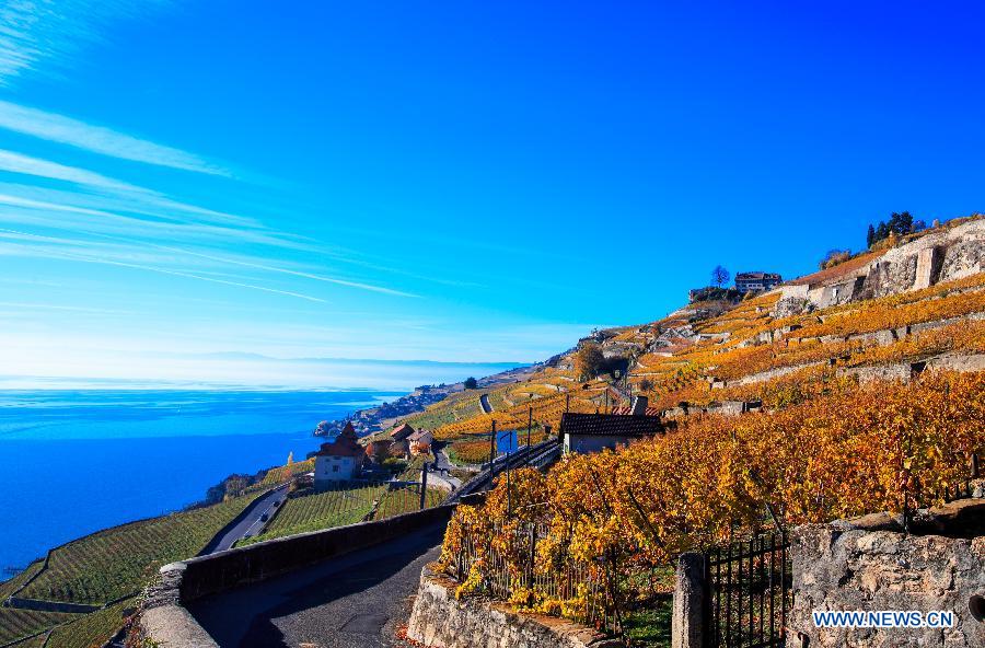 Photo taken on Nov. 7, 2015 shows the late autumn scene in vineyards in Lavaux in West Switzerland. 