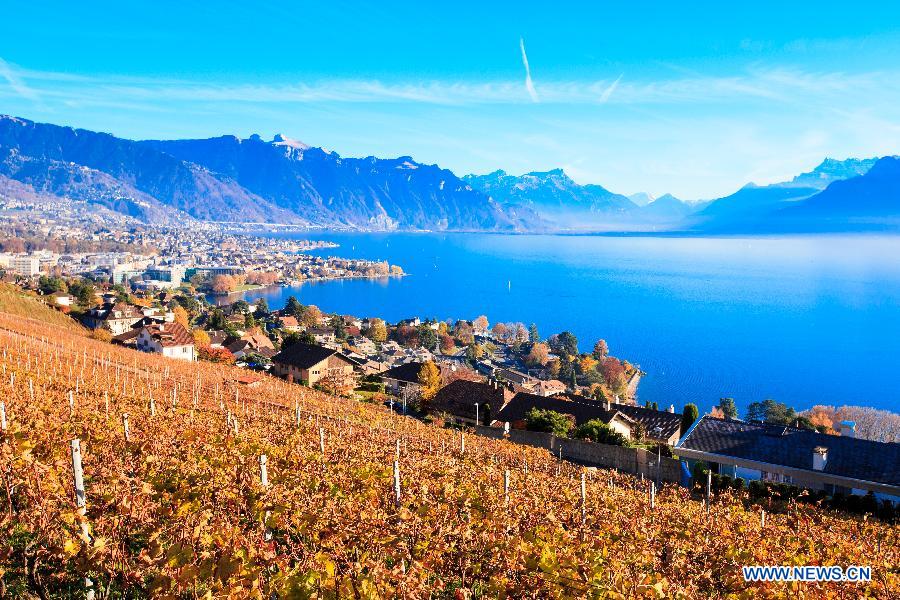 Photo taken on Nov. 7, 2015 shows the late autumn scene in vineyards in Lavaux in West Switzerland. 