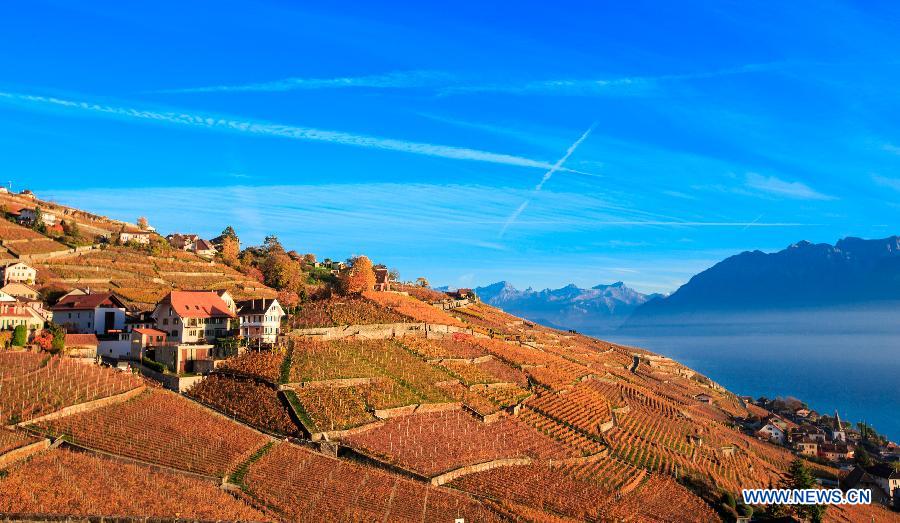 Photo taken on Nov. 7, 2015 shows the late autumn scene in vineyards in Lavaux in West Switzerland. 