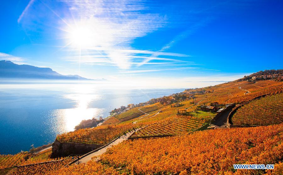 Photo taken on Nov. 7, 2015 shows the late autumn scene in vineyards in Lavaux in West Switzerland. 