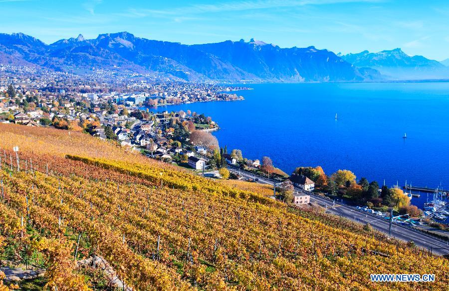 Photo taken on Nov. 7, 2015 shows the late autumn scene in vineyards in Lavaux in West Switzerland. 