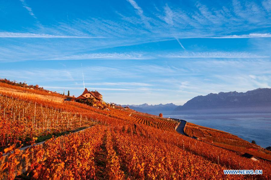 Photo taken on Nov. 7, 2015 shows the late autumn scene in vineyards in Lavaux in West Switzerland. 