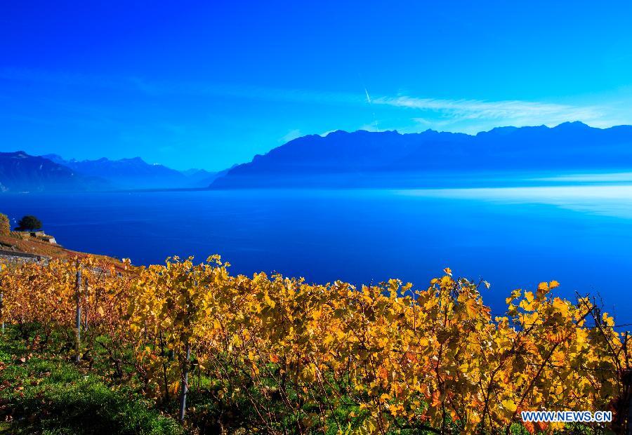 Photo taken on Nov. 7, 2015 shows the late autumn scene in vineyards in Lavaux in West Switzerland. 