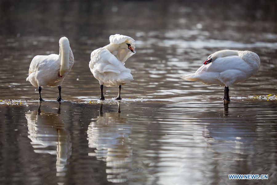 Swans rest in a pool at the foot of the Daqing Mountain in Hohhot, capital of north China's Inner Mongolia Autonomous Region, Nov. 17, 2015. (Xinhua/Ding Genhou)  