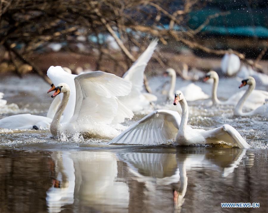 Swans rest in a pool at the foot of the Daqing Mountain in Hohhot, capital of north China's Inner Mongolia Autonomous Region, Nov. 17, 2015. (Xinhua/Ding Genhou) 