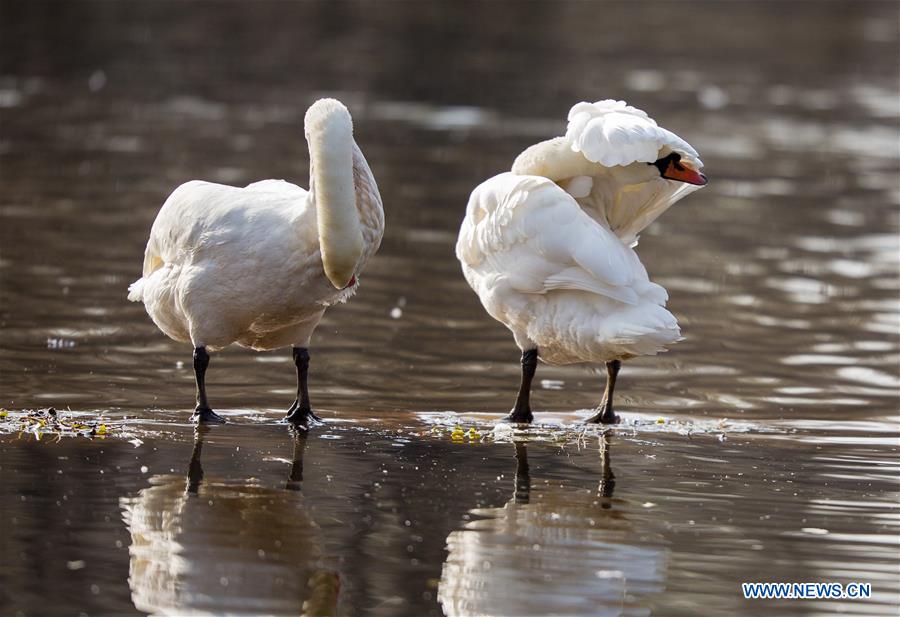 Swans rest in a pool at the foot of the Daqing Mountain in Hohhot, capital of north China's Inner Mongolia Autonomous Region, Nov. 17, 2015. (Xinhua/Ding Genhou) 