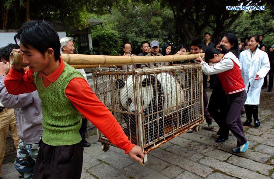 CHINA-FUZHOU-GIANT PANDA BASI-BIRTHDAY (CN)