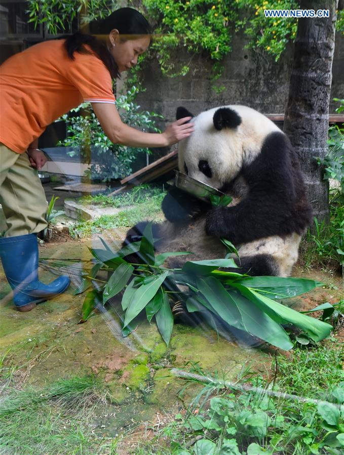 CHINA-FUZHOU-GIANT PANDA BASI-BIRTHDAY (CN)