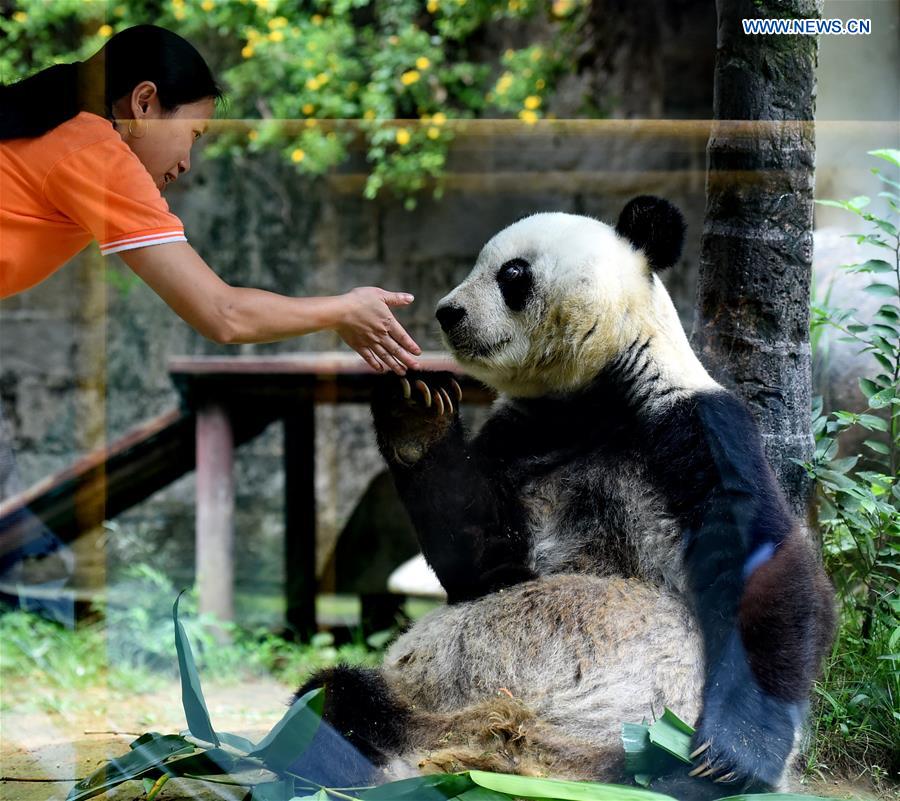 CHINA-FUZHOU-GIANT PANDA BASI-BIRTHDAY (CN)