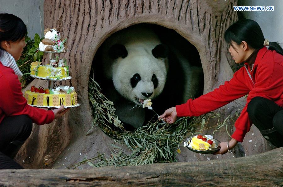 CHINA-FUZHOU-GIANT PANDA BASI-BIRTHDAY (CN)