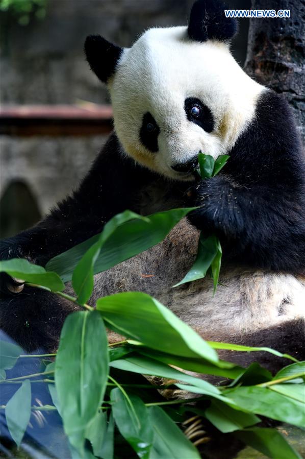 CHINA-FUZHOU-GIANT PANDA BASI-BIRTHDAY (CN)