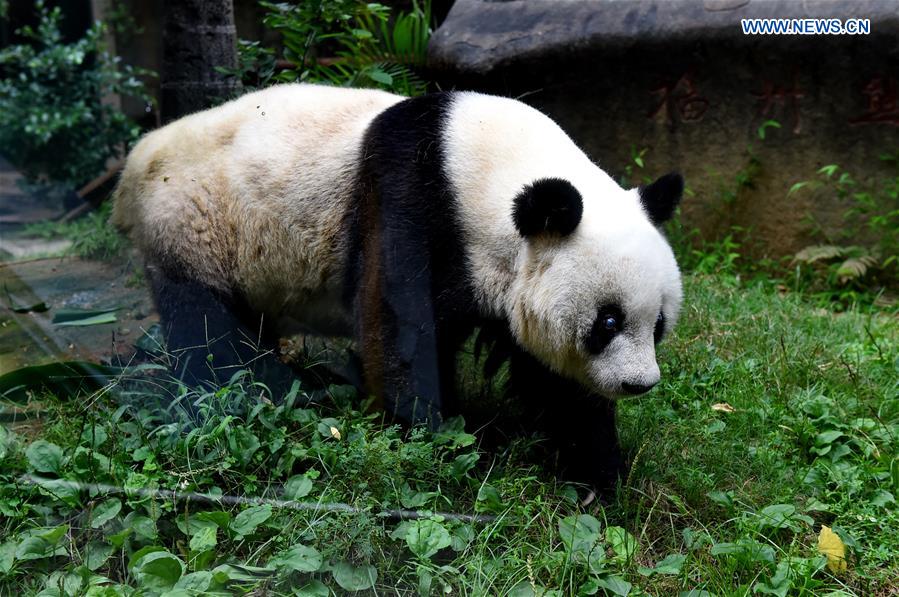 CHINA-FUZHOU-GIANT PANDA BASI-BIRTHDAY (CN)