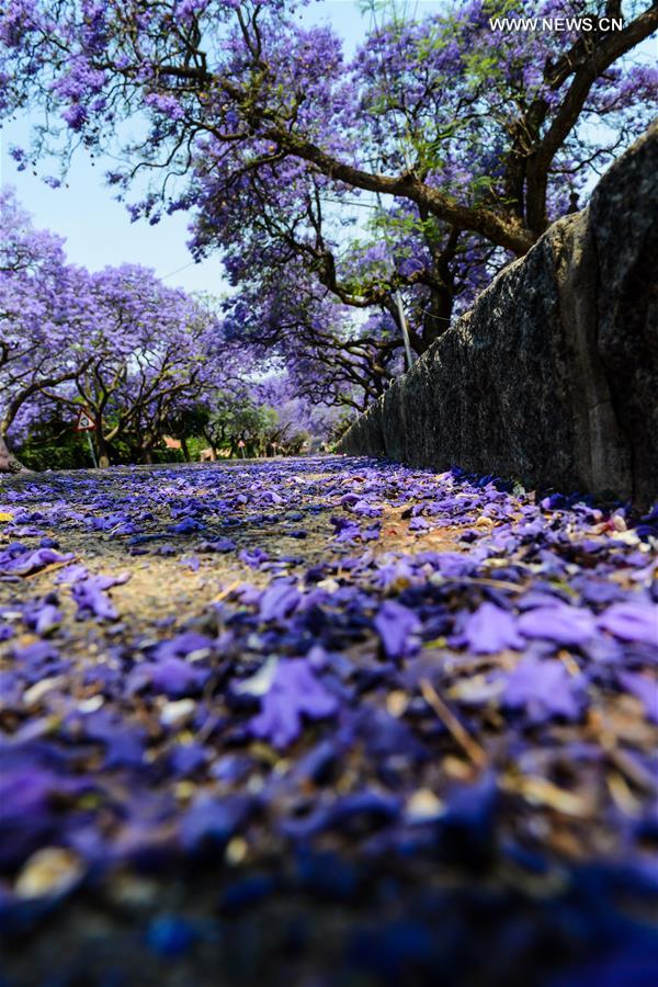 Photo taken on Oct. 12, 2015 shows the Jacaranda trees in full blossom in Pretoria, South Africa. Jacaranda trees are in full blossom in Pretoria from early October every year, which is popularly known as the Jacaranda City due to more than 80,000 Jacaranda trees planted as street trees and in parks and gardens. 