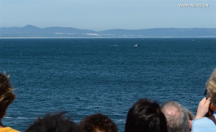 Tourists look at a southern right whale during the Hermanus Whale Festival in Hermanus, South Africa, on Oct. 2, 2015.