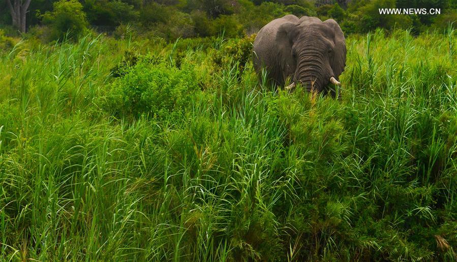 Photo taken on March 2, 2015 shows an elephant at the Kruger National Park (KNP), Mpumalanga, South Africa. 