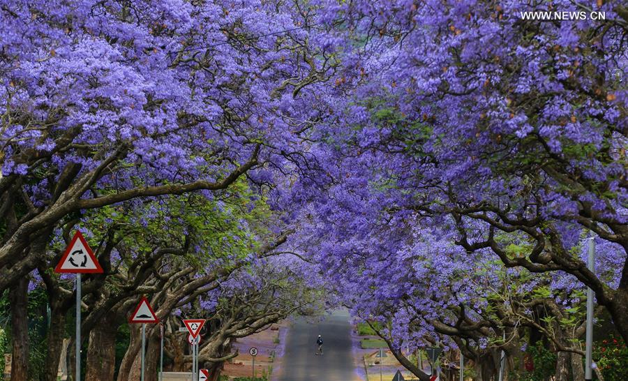 A man walks past Jacaranda trees in Pretoria, South Africa, on Oct. 15, 2014. 