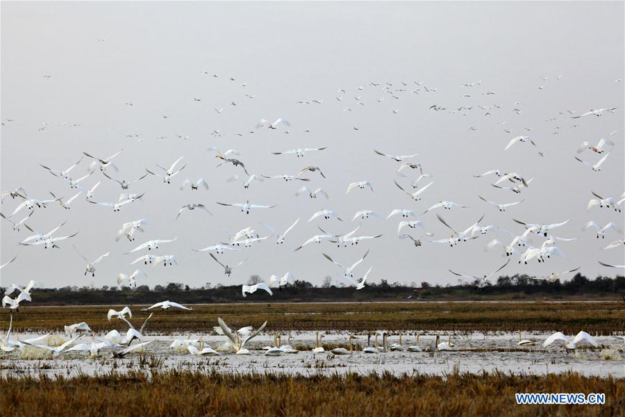 Swans fly over the Poyang Lake in Yangqiaodian Township of Dongxiang County, east China's Jiangxi Province, Dec. 3, 2015. The Poyang Lake, China's largest freshwater lake, witnessed the arrival of many migratory birds with the weather turning cold. (Xinhua/He Jianghua)