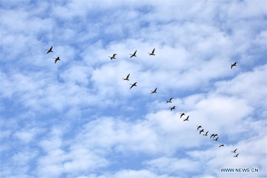 Swans fly over the Poyang Lake in Yangqiaodian Township of Dongxiang County, east China's Jiangxi Province, Dec. 3, 2015. The Poyang Lake, China's largest freshwater lake, witnessed the arrival of many migratory birds with the weather turning cold. (Xinhua/He Jianghua)