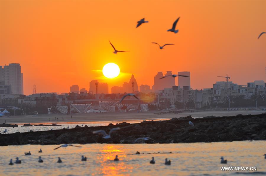 #CHINA-SHANDONG-RIZHAO-GULLS (CN)